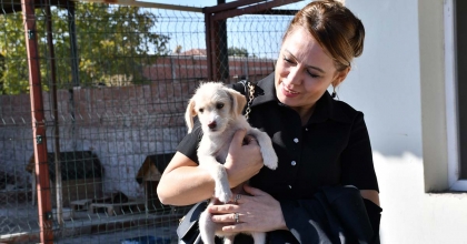 SAHİPLENDİRME VE KISIRLAŞTIRMA ÇALIŞMALARI SÜRÜYOR