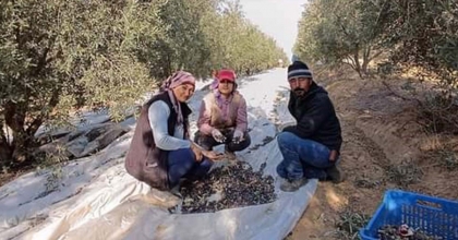 SARIGÖL'DE ZEYTİN HASADINA BAŞLANDI