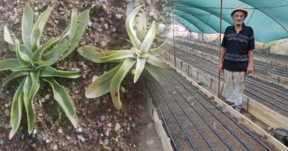 SEZONUN İLK SALEPLERİ TOPRAKLA BULUŞTU