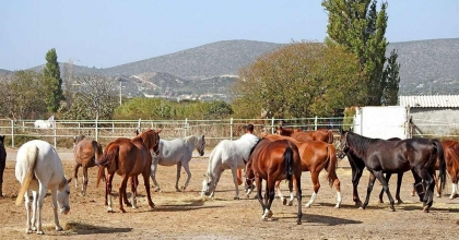 ŞAMPİYON ATLAR ALAÇATI'DA YETİŞİYOR