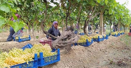 SARIGÖL'DE YAŞ ÜZÜMÜN KİLOSU 70 LİRAYI GÖRDÜ