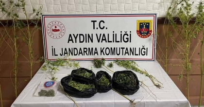 SAZLIK İÇİNDE KENEVİR YETİŞTİRMİŞ  