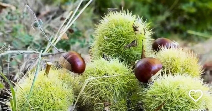 SİMAV’IN KARA ELMASI KESTANE HASADI BAŞLADI