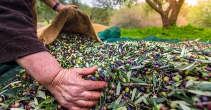 SOFRALIK ZEYTİN İHRACATINDA TARİHİ REKOR