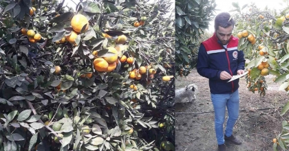 SÖKE'DE NARENCİYE BAHÇELERİ KONTROL EDİLDİ  