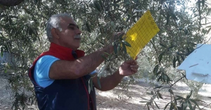 SÖKE'DE ZEYTİN SİNEĞİ TUZAĞI KONTROLLERİ SÜRÜYOR