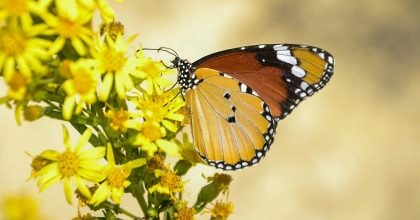 SULTAN KELEBEĞİ MANİSA’DA GÖRÜLDÜ  
