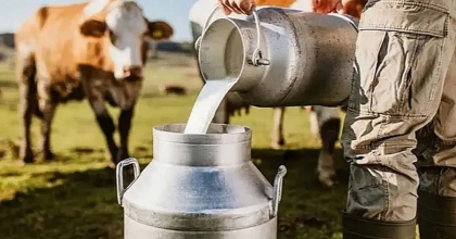 TOPLANAN İNEK SÜTÜ MİKTARI YÜZDE 13,5 ARTTI