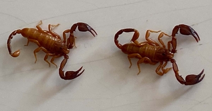 TÜRKİYE'DE YENİ BİR AKREP TÜRÜ KEŞFEDİLDİ