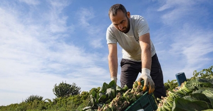 TÜRKİYE'NİN ISPANAK DEPOSUNDA HASAT HEYECANI