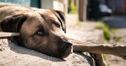 VETERİNER HEKİMLER İSYAN ETTİ