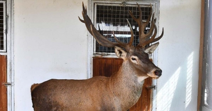 YARALI GEYİK İZMİR DOĞAL YAŞAM PARKI’NDA TEDAVİ EDİLİYOR