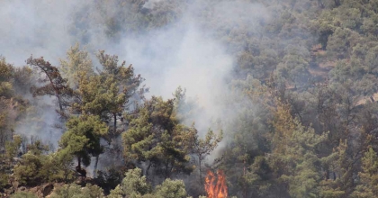 ZEYTİNLİK YANGININ ŞÜPHELİSİ YAKALANDI