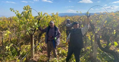 82 YAŞINDA EKMEĞİNİ BUDAMA YAPARAK KAZANIYOR