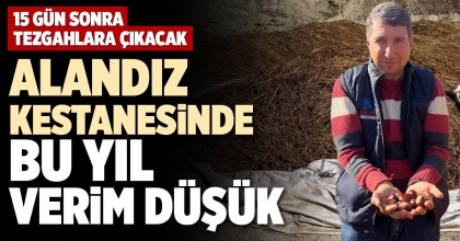 ALANDIZ KESTANESİNDE BU YIL VERİM DÜŞÜK