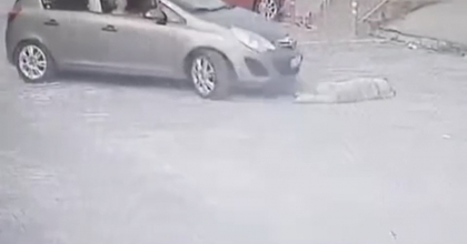 OTOMOBİLLE KÖPEĞİN ÜZERİNDEN GEÇTİ