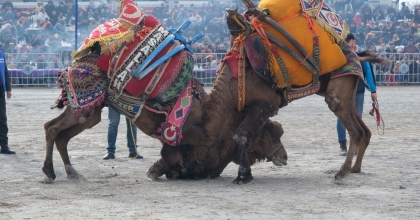 KARPUZLU DEVE GÜREŞİNE HAZIRLANIYOR