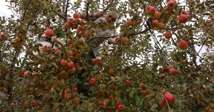 AYDIN VE İZMİR YAYLARI’NDA  ELMA HASADI TAMAMLANDI