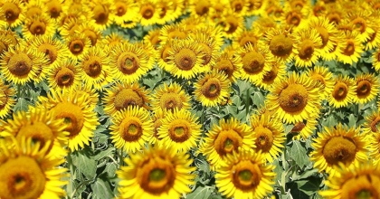 AYÇİÇEĞİ YAĞINDA GÜMRÜK VERGİLERİ DÜŞÜRÜLDÜ