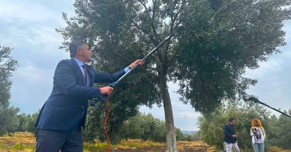 ALİAĞA 3. ZEYTİN HASAT ŞENLİĞİNDE BULUŞUYOR