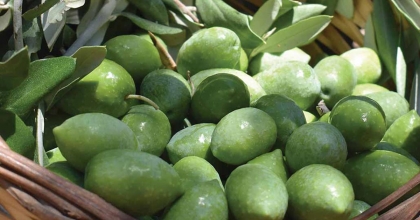 AYDIN MEMECİK ZEYTİNİ AVRUPA'DA TESCİLLENDİ