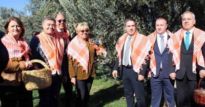 BERGAMA'DA YENİ SEZON ZEYTİN HASADI BAŞLADI