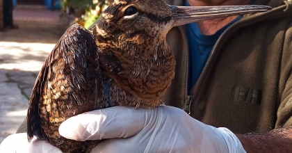 BİTKİN ORMAN ÇULLUĞU ÖZGÜRLÜĞE KANAT ÇIRPTI