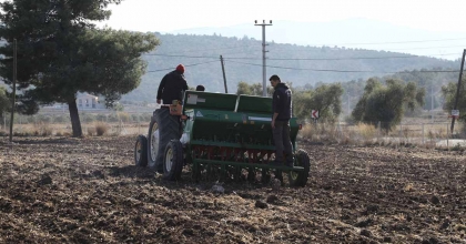 BODRUM BELEDİYESİ'NDEN KARAKILÇIK BUĞDAY EKİMİ