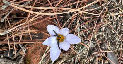 BU ÇİÇEĞİ KOPARMANIN CEZASI 387 BİN LİRA