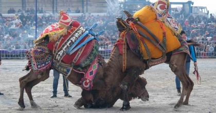 DEVELER TAVAS'TA BOY GÖSTERECEK