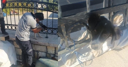 DEMİR PARMAKLIKLARA KAFASI SIKIŞAN KÖPEĞİ İTFAİYE KURTARDI