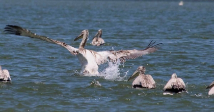 EKODOS AZAP GÖLÜ'NÜN ŞANSI, TEPELİ PELİKANLARA DİKKAT ÇEKTİ