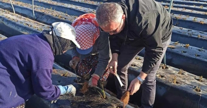 EFELER’DE KIŞ ÇİLEKLERİ TOPRAKLA BULUŞTU