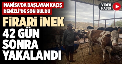 FİRARİ İNEK 42 GÜN SONRA YAKALANDI