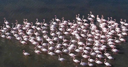 FLAMİNGOLARA KÖPÜK TEHDİDİ