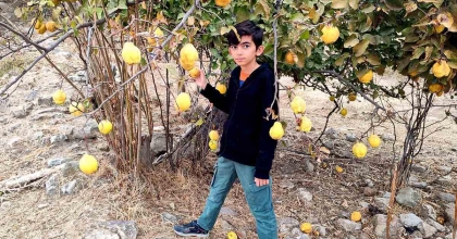 GÖRDES'TE AYVA ZAMANI