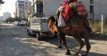 GÜREŞLER İÇİN HER GÜN 10 KİLOMETRE YÜRÜTÜLÜYOR