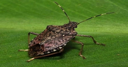 KAHVERENGİ KOKARCA ÜRETİCİLERİN KABUSU OLDU