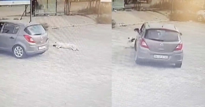 KÖPEĞİ ÇİĞNEYEN SÜRÜCÜ SERBEST KALDI