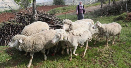 KÜÇÜKBAŞ HAYVAN VE YEM DESTEĞİ BAŞVURULARI BAŞLADI