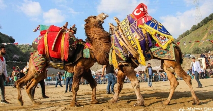 KUYUCAK'TA DEVE GÜREŞİ ŞENLİKLERİ YAPILACAK