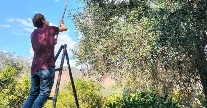 KÖYCEĞİZ'DE ZEYTİN HASADI BAŞLADI