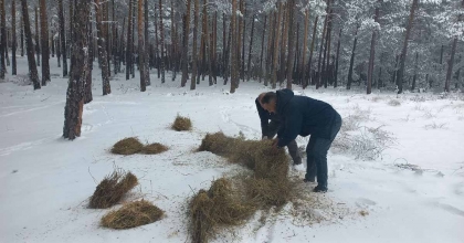 KÜTAHYA'DA YABAN HAYVANLARINA KIŞ DESTEĞİ