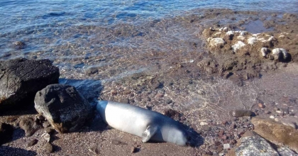 KUYRUĞUNDAN YARALANMIŞ FOK ÖLÜ HALDE KIYIYA VURDU
