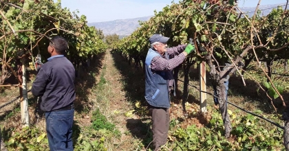 MANİSA'NIN BAĞLARINDA HASAT DEVAM EDERKEN BUDAMA ÇALIŞMALARI DA BAŞLADI