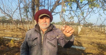 MANİSA'DA ERİK AĞACI ÇİÇEK AÇTI