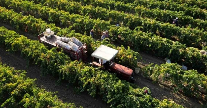 MANİSA'NIN SULTANİYE ÜZÜMÜ İHRACATTA YÜZ GÜLDÜRDÜ