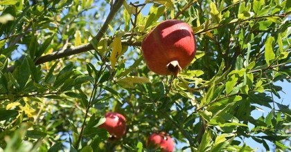 MUĞLA NAR ÜRETİMİNDE TÜRKİYE İKİNCİSİ