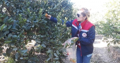 NARENCİYE BAHÇELERİNDE AKDENİZ SİNEĞİ AVI