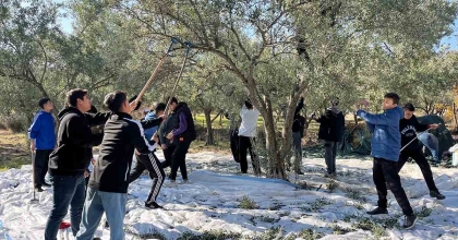 ÖĞRENCİLER OKUL BAHÇESİNDE ZEYTİN HASADI YAPTI